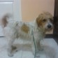 Cruce de foxterrier, pelo liso y duro (alambre), 3 años, macho.